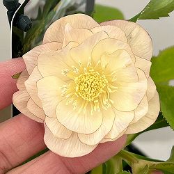 クリスマスローズ：スウィングダブル26-01／1.5Lポット【現品販売】