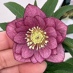 クリスマスローズ：スウィングダブル26-04／1.5Lポット【現品販売】