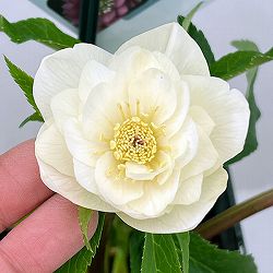 クリスマスローズ：スウィングダブル26-05／1.5Lポット【現品販売】