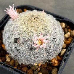 マミラリア：花咲き白星（プルモサ）3号ポット