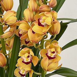 テーブルシンビジウム：穂波2本立ち　5号鉢植え（皿付き）