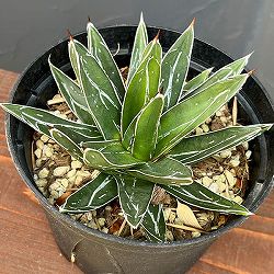 アガベ：ビクトリアレギネ（笹の雪）　バスタマンテ　5号