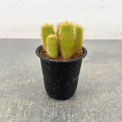 サボテン：金晃丸（きんこうまる）3号鉢植え