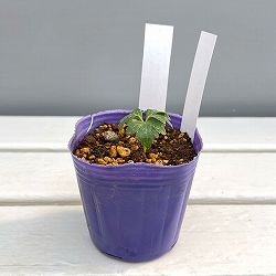 松村ナーセリーさんのクリスマスローズ：ヴェシカリウス（2年生株）26-01／3号ポット