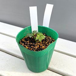 松村ナーセリーさんのクリスマスローズ：ヴェシカリウス（2年生株）26-02／3.5号ロングポット