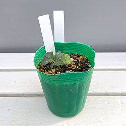 松村ナーセリーさんのクリスマスローズ：ヴェシカリウス（2年生株）26-03／3.5号ロングポット