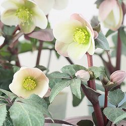 松村ナーセリーさんのクリスマスローズ（原種系）：ニューハイブリッド3.5号ロングポット