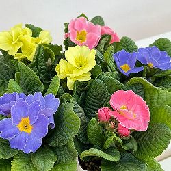 プリムラ： ルシアスイート（花色おまかせ）3-3.5号ポット 6株セット
