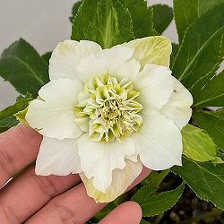 若泉ファームさんのクリスマスローズ：26-03シャルウィダンス　ホワイト/4.5号ポット【現品販売】