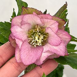 若泉ファームさんのクリスマスローズ：26-04シャルウィダンス　ピンク/4.5号ポット【現品販売】