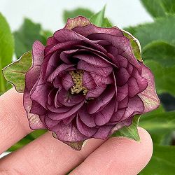 若泉ファームさんのクリスマスローズ：26-05ダブル/4.5号ポット【現品販売】