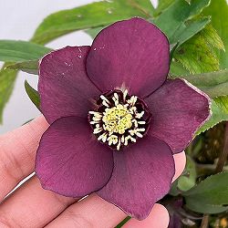 若泉ファームさんのクリスマスローズ：26-07クロアチカスハイブリッド/4.5号ポット【現品販売】