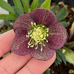 若泉ファームさんのクリスマスローズ：26-08シングル/4.5号ポット【現品販売】