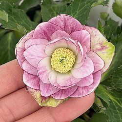 若泉ファームさんのクリスマスローズ：26-10ダブル/4.5号ポット【現品販売】