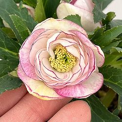 若泉ファームさんのクリスマスローズ：26-11ダブル/4.5号ポット【現品販売】