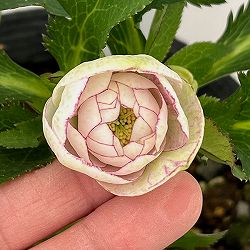 若泉ファームさんのクリスマスローズ：26-12ダブル/4.5号ポット【現品販売】