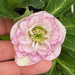 若泉ファームさんのクリスマスローズ：26-13ダブル/4.5号ポット【現品販売】