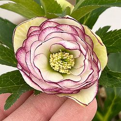 若泉ファームさんのクリスマスローズ：26-14ダブル/4.5号ポット【現品販売】