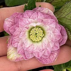 若泉ファームさんのクリスマスローズ：26-16ダブル/4.5号ポット【現品販売】