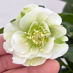 クリスマスローズ：ダブルエレン26-01／5号鉢【現品販売】