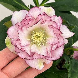 クリスマスローズ：ダブルエレン26-02／5号鉢【現品販売】