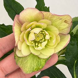 クリスマスローズ：ダブルエレン26-03／5号鉢【現品販売】