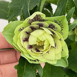 クリスマスローズ：ダブルエレン26-04／5号鉢【現品販売】