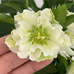 クリスマスローズ：ダブルエレン26-07／5号鉢【現品販売】