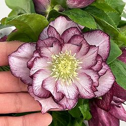 クリスマスローズ：ダブルエレン26-08／5号鉢【現品販売】