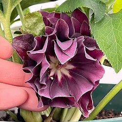 クリスマスローズ：ダブルエレン26-11／5号鉢【現品販売】