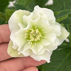 クリスマスローズ：ダブルエレン26-12／5号鉢【現品販売】