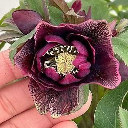 クリスマスローズ：ダブルエレン26-16／5号鉢【現品販売】