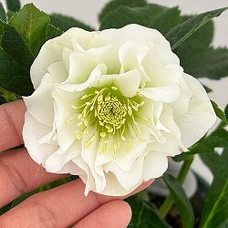 クリスマスローズ：ダブルエレン26-18／5号鉢【現品販売】