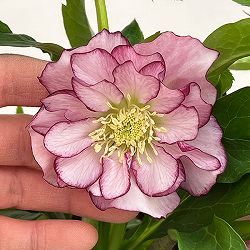 クリスマスローズ：ダブルエレン26-20／5号鉢【現品販売】