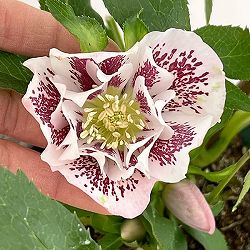 クリスマスローズ：ダブルエレン26-22／5号鉢【現品販売】