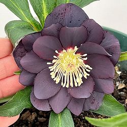 クリスマスローズ：ダブルエレン26-23／5号鉢【現品販売】