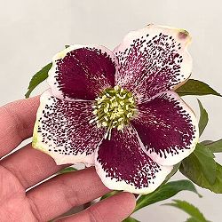 松村ナーセリーさんのクリスマスローズ：26-02シングル　ホワイトブロッチ／5号ポット【現品販売】