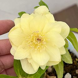 松村ナーセリーさんのクリスマスローズ：26-03ダブル　ゴールド系／4号ロングポット【現品販売】