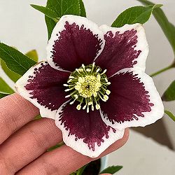 松村ナーセリーさんのクリスマスローズ：26-04シングル　ホワイトブロッチ／4号ロングポット【現品販売】