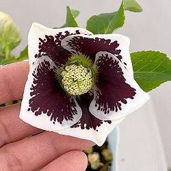 松村ナーセリーさんのクリスマスローズ：26-05シングル　ホワイトブロッチ／4号ロングポット【現品販売】