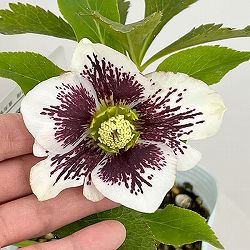 松村ナーセリーさんのクリスマスローズ：26-07シングル　ホワイトブロッチ／4号ロングポット【現品販売】