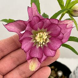 松村ナーセリーさんのクリスマスローズ：26-08ダブル　ハッピーカラーズ／4.5号ロングポット【現品販売】