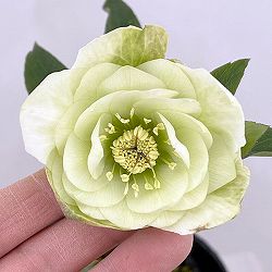 松村ナーセリーさんのクリスマスローズ：26-11ダブル　ホワイト／4.5号ロングポット【現品販売】