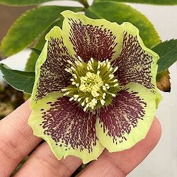 松村ナーセリーさんのクリスマスローズ：26-13シングル　グリーンブロッチ／4.5号ロングポット【現品販売】