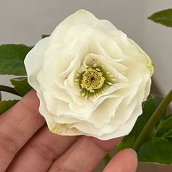 松村ナーセリーさんのクリスマスローズ：26-15ダブル　ホワイト／4.5号ロングポット【現品販売】