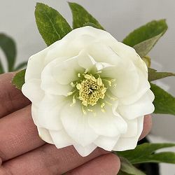 松村ナーセリーさんのクリスマスローズ：26-16ダブル　ホワイト／4.5号ロングポット【現品販売】