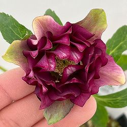 松村ナーセリーさんのクリスマスローズ：26-17ダブル　レッド／4.5号ロングポット【現品販売】