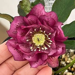 松村ナーセリーさんのクリスマスローズ：26-18ダブル　フルーツドロップス／4.5号ロングポット【現品販売】