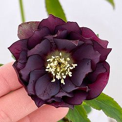 松村ナーセリーさんのクリスマスローズ：26-19ダブル　レッド／4.5号ロングポット【現品販売】