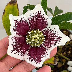 松村ナーセリーさんのクリスマスローズ：26-20シングル　ホワイトブロッチ／4号ロングポット【現品販売】